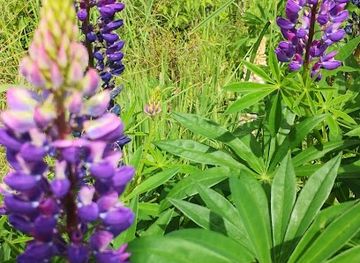 new-zealand/mount-cook-national-park/attraction/alma-historic-cob-cottage