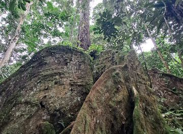 samoa/manase/attraction/ma-tree