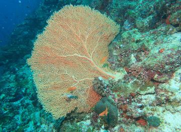 maldives/veligandu-island/attraction/caves-dive-site