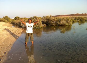 united-arab-emirates/sir-bani-yas-island/attraction/mangrove-trees