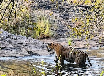 india/ranthambore/attraction/wild-on-wheels-ranthambore-wildlife-safari
