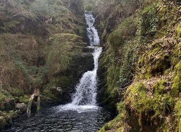 ireland/killarney-national-park/attraction/tomies-wood