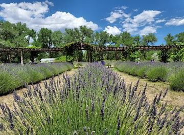 new-mexico/jemez-mountains/attraction/purple-adobe-lavender-farm