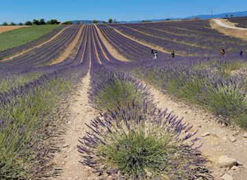 france/provence/attraction/champ-de-tournesol