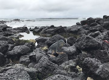 ecuador/galapagos-islands/attraction/charles-darwin-research-station