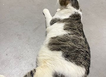 singapore/labrador-nature-reserve/attraction/mimi-the-mieow