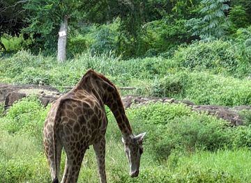 mauritius/flic-en-flac-beach/attraction/giraffe-viewpoint
