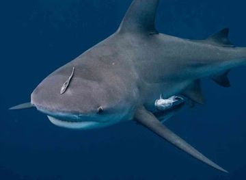 mozambique/ponta-do-ouro/attraction/shark-diving-mozambique