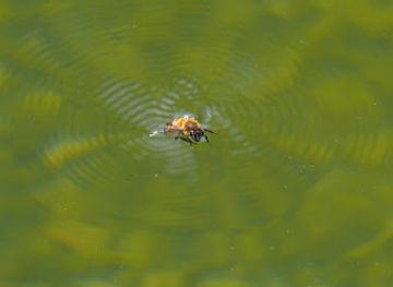 italy/montepulciano/attraction/giardini-di-poggiofanti