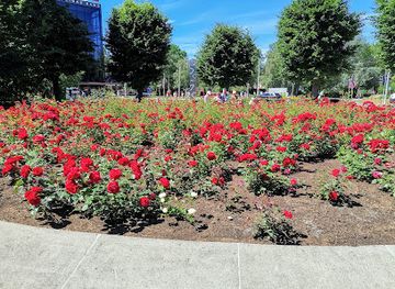 latvia/pape-nature-reserve/attraction/rose-square