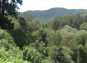 ethiopia/awash-national-park/attraction/arbagugu-forest