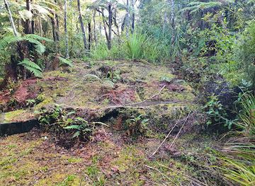 new-zealand/northland/attraction/giant-stump-walk