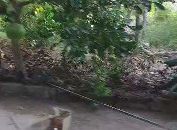 the-gambia/gunjur/attraction/big-tree-garden