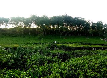 Lakkatura Tea Garden