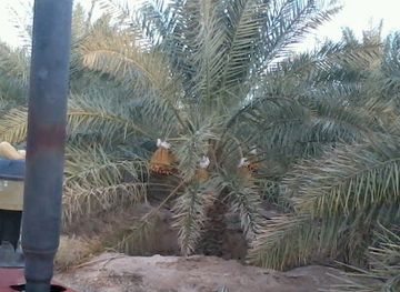 kuwait/kuwait-zoo/attraction/alwaha-oasis