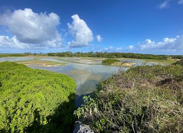 barbados/saint-philip/attraction/chancery-lane-swamp