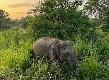 sri-lanka/minneriya-national-park/attraction/national-park-safari