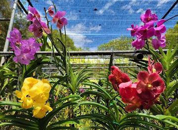 thailand/chiang-mai/attraction/bai-orchid-butterfly-farm