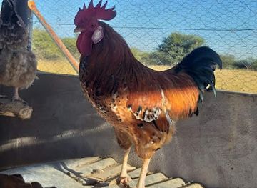 botswana/molepolole/attraction/the-village-junction