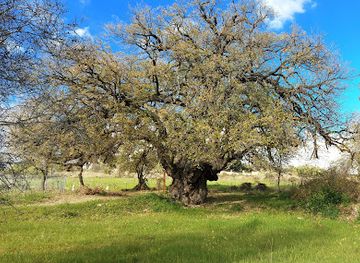 cyprus/limassol-district/attraction/oak-tree-of-laneia