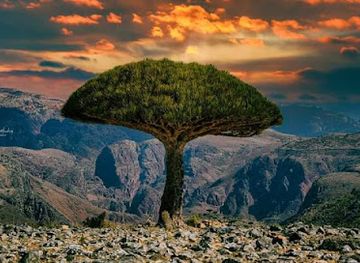 yemen/socotra-island/attraction/saqtri-al-yemeniya