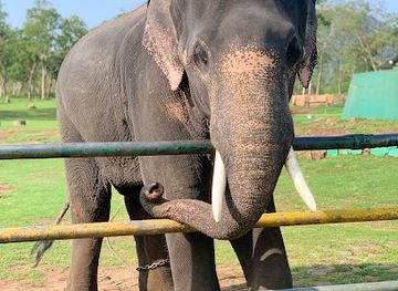 india/south-india/attraction/theppakadu-elephant-camp