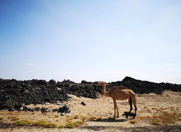 ethiopia/danakil-depression/attraction/erta-ale-vulcano-base-camp