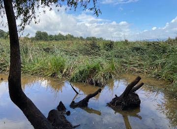 chile/los-rios-region/attraction/humedal-angachilla