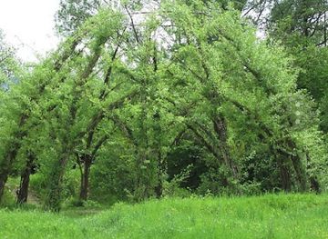 germany/freiburg/attraction/weidenpalast