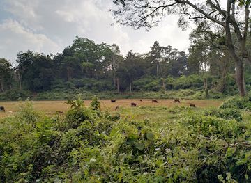 bangladesh/eastern-bengal/attraction/rema-kalenga-reserved-forest