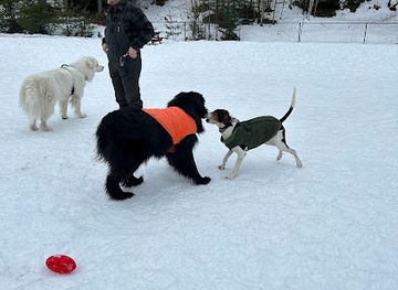vermont/sugarbush-resort/attraction/mad-river-valley-dog-park