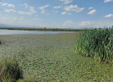 armenia/arpi-lake/attraction/like-of-lotos