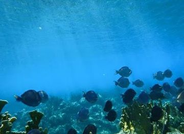 honduras/utila/attraction/nikki-s-coral-garden