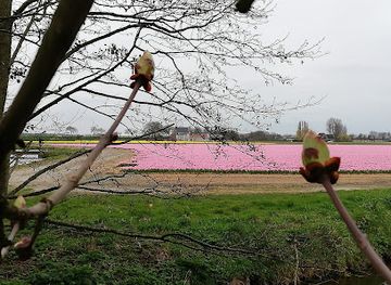 netherlands/bollenstreek/attraction/kaboutertjesbos