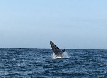 south-africa/durban/attraction/snake-park-pier