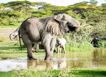 tanzania/arusha/attraction/twende-serengeti