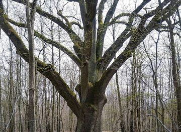 poland/elblag/attraction/pomnik-przyrody-dab-hoggo