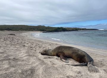 ecuador/galapagos-islands/attraction/playa-loberia