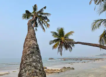 The Reclining Palm Tree