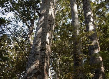 new-zealand/northland/attraction/kauri-grove-walk
