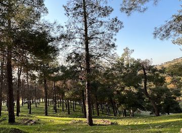 iraq/halabja-governorate/attraction/forest-jalila