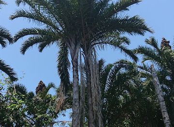 south-africa/zululand/attraction/raphia-palm-monument