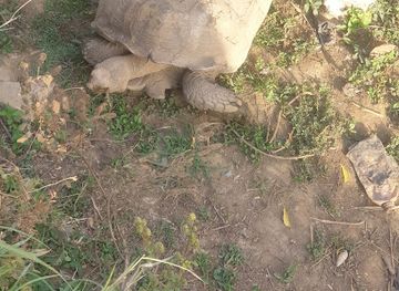 nigeria/yola/attraction/yola-jimeta-zoo