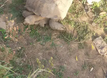 Yola Jimeta Zoo