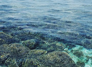 maldives/lhaviyani-atoll/attraction/fulhadhoo-coral-garden