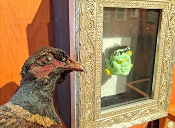 texas/austin/the-domain/attraction/museum-of-natural-artificial-ephemerata