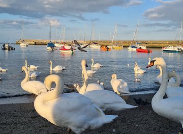 ireland/county-wicklow/attraction/swan-sanctuary