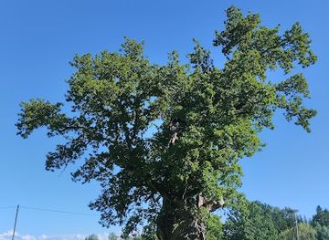 latvia/kuldiga/attraction/upatu-diz-ozols