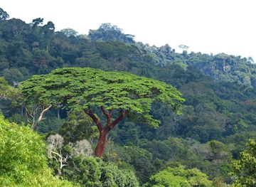 angola/cabinda/attraction/floresta-do-maiombe-viewpoint