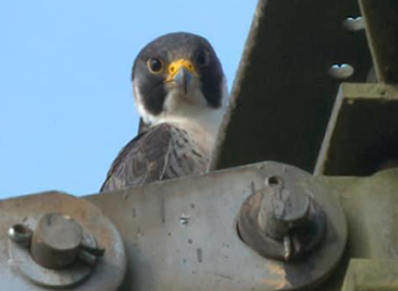 united-kingdom/berkshire/attraction/gg-wildlife-experiences-ltd